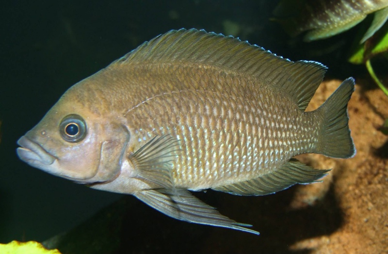 Variabilichromis moorii